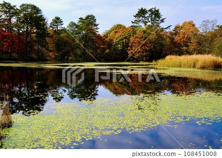 [Fukushima] Swamp around Lake Hibara (yellow leaves) 108451008