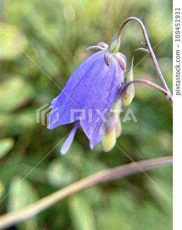 遮陽花 遮陽花 108451931