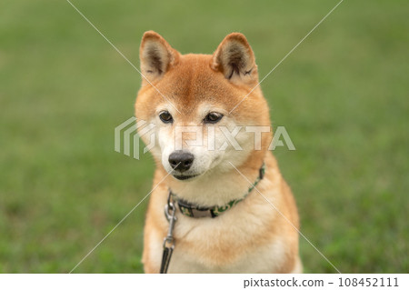 柴犬回望綠色背景下在草坪上玩耍的柴犬 108452111