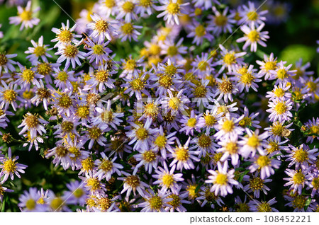 Nokongiku Nokongiku 108452221