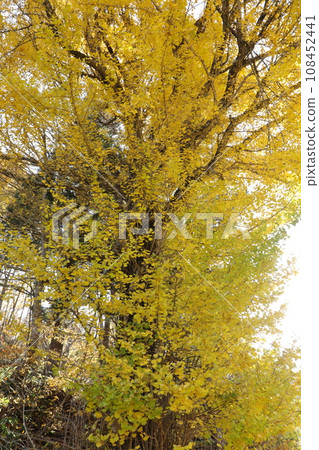 A large ginkgo tree bathed in light in November is beautiful in Tadami Town, Fukushima Prefecture A large ginkgo tree bathed in light in November is beautiful in Tadami Town, Fukushima Prefecture 108452441