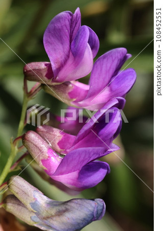 天然植物 Nantenhagi,豆科植物,葉子與南天竹相似。從夏天到秋天,鮮花不斷綻放 天然植物 Nantenhagi,豆科植物,葉子與南天竹相似。從夏天到秋天,鮮花不斷綻放 108452551