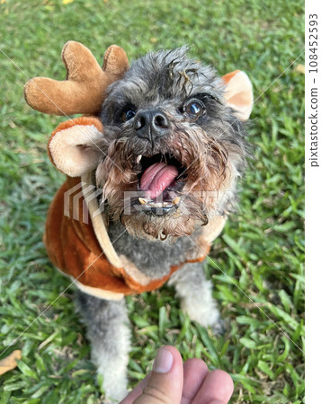 Poodle wears deer-shaped clothes Poodle wears deer-shaped clothes 108452593