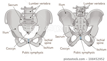 骨盆、骨盆、髖骨、髂骨、下背部疼痛、下背部、插圖、插圖 108452952
