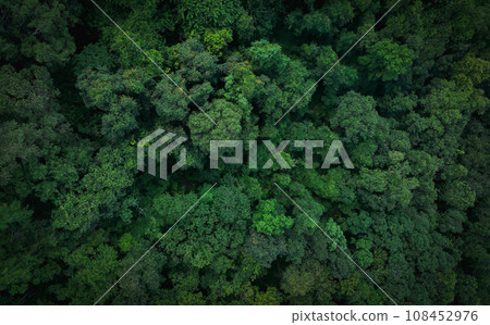 Aerial top view of green trees in forest. Drone view of dense green tree captures CO2. Green tree nature background for carbon neutrality and net zero emissions concept. Sustainable green environment. 108452976