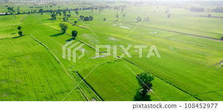 Aerial view of green rice field with trees in Thailand. Above view of agricultural field. Rice plants. Natural pattern of green rice farm. Beauty in nature. Sustainable agriculture. Carbon neutrality. 108452977