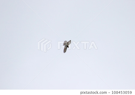 Soaring gray-faced vulture 108453059