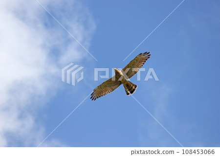 Soaring gray-faced vulture Soaring gray-faced vulture 108453066