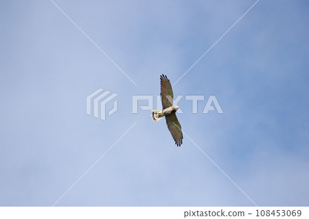 Soaring gray-faced vulture 108453069