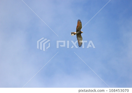 翱翔的灰面鷲 翱翔的灰面鷲 108453070