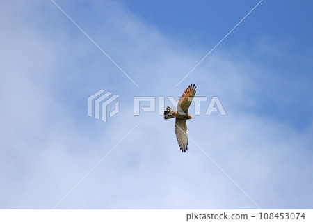 翱翔的灰面鷲 翱翔的灰面鷲 108453074