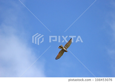 Soaring gray-faced vulture Soaring gray-faced vulture 108453076