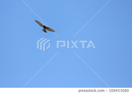 翱翔的灰面鷲 108453080