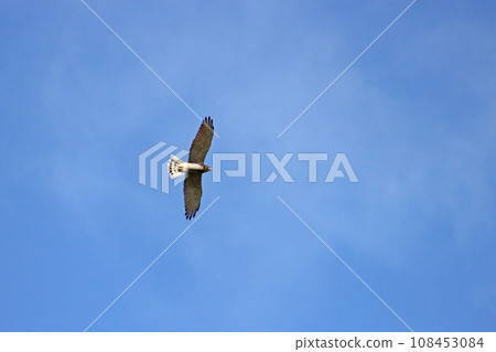 翱翔的灰面鷲 翱翔的灰面鷲 108453084