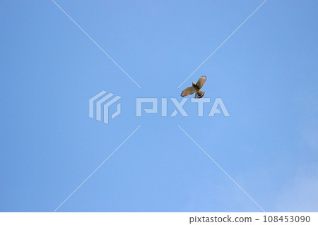 翱翔的灰面鷲 108453090