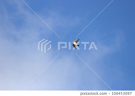 翱翔的灰面鷲 108453097