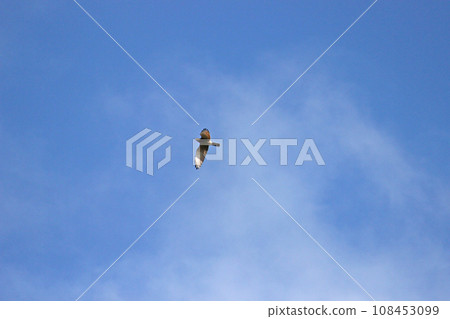 Soaring gray-faced vulture Soaring gray-faced vulture 108453099
