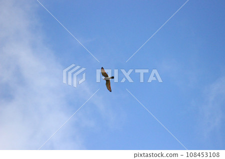 翱翔的灰面鷲 108453108