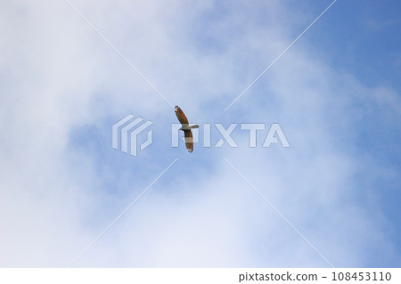 翱翔的灰面鷲 108453110