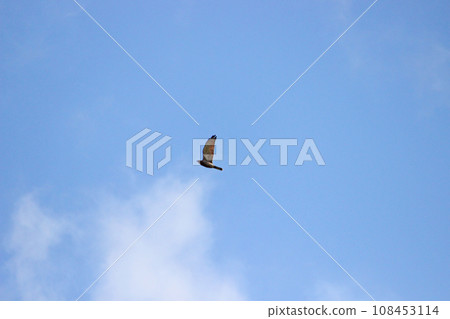 翱翔的灰面鷲 108453114