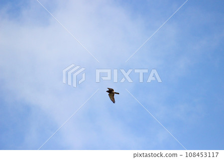 翱翔的灰面鷲 108453117