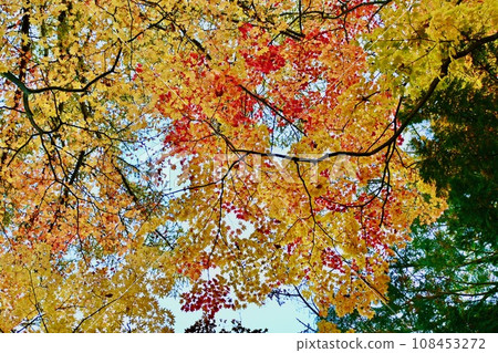 Autumn leaves of Kusatsu Onsen 108453272