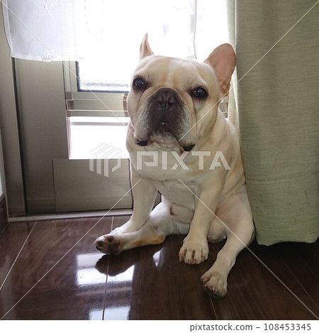 法國鬥牛犬 法國鬥牛犬 108453345