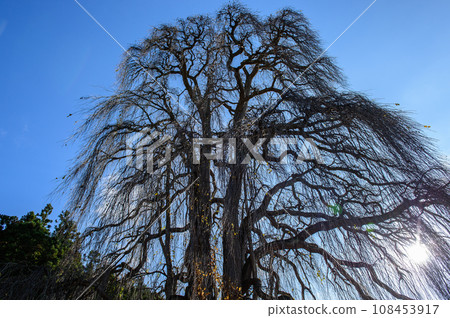 Giant Weeping Katsura Tree in Late Autumn, Natural Monument, Takigenji Temple, Iwate Prefecture Giant Weeping Katsura Tree in Late Autumn, Natural Monument, Takigenji Temple, Iwate Prefecture 108453917