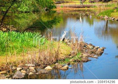Scenery of a gray heron aiming for prey 2 108454296
