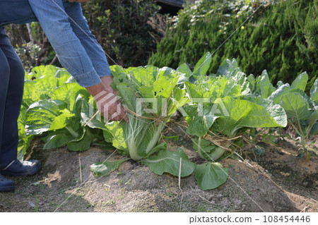 Chinese cabbage straw headband Chinese cabbage straw headband 108454446