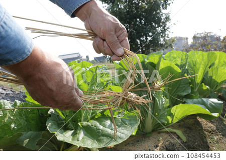 Chinese cabbage straw headband 108454453