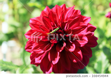 Beautiful dahlia flowers Beautiful dahlia flowers 108454944