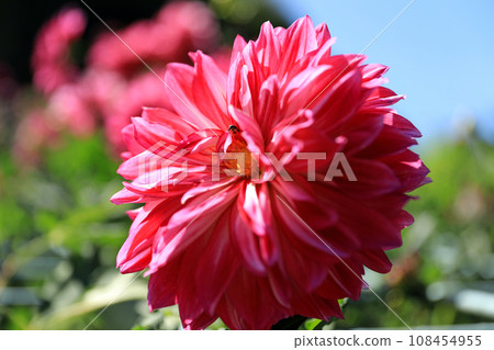 Beautiful dahlia flowers 108454955