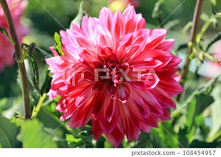 Beautiful dahlia flowers Beautiful dahlia flowers 108454957