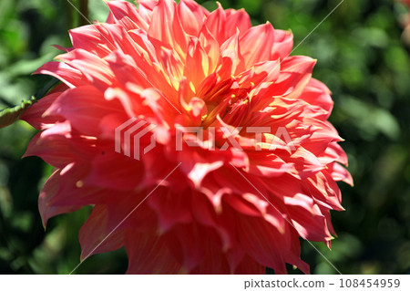美麗的大麗花花 108454959