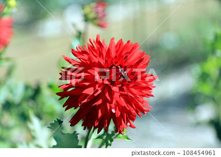 Beautiful dahlia flowers 108454961