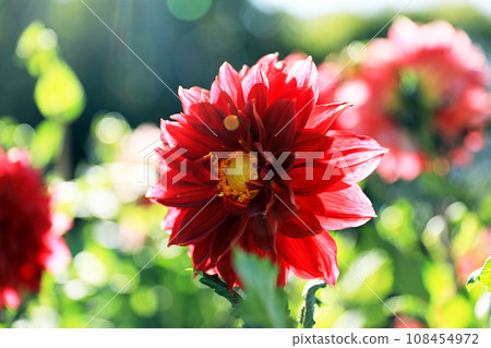 Beautiful dahlia flowers Beautiful dahlia flowers 108454972