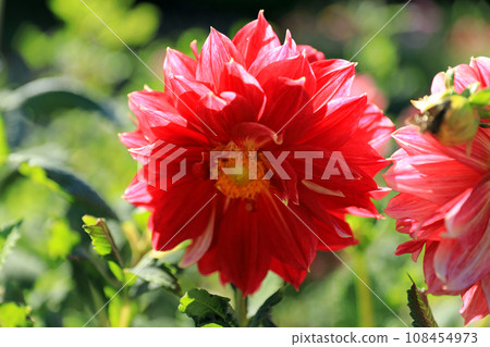 Beautiful dahlia flowers Beautiful dahlia flowers 108454973