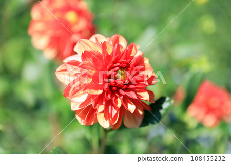 Beautiful dahlia flowers 108455232