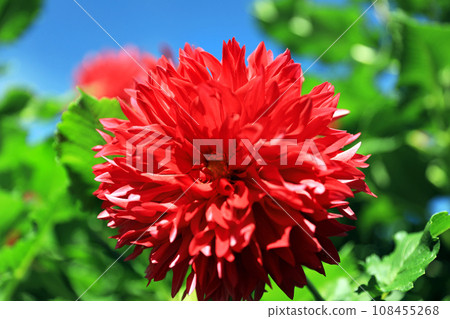 Beautiful dahlia flowers 108455268