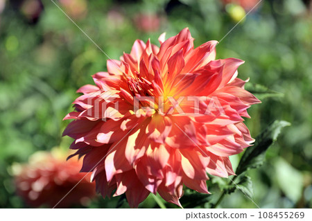 美麗的大麗花花 108455269