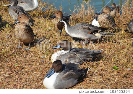 A flock of ducks relaxing by the water 108455294