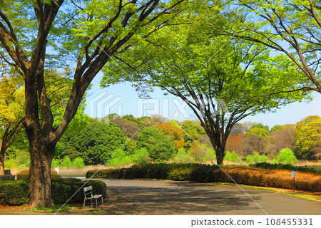 Scenery of a park sidewalk full of fresh green trees 1 108455331