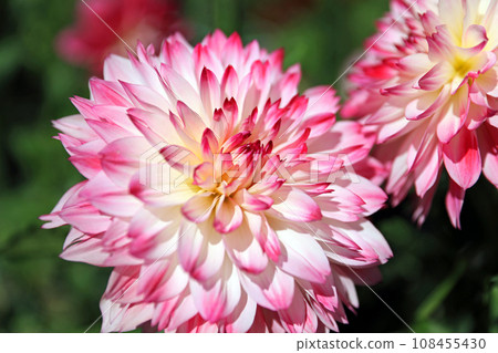 美麗的大麗花花 108455430