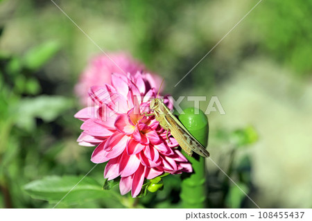 Beautiful dahlia flowers Beautiful dahlia flowers 108455437