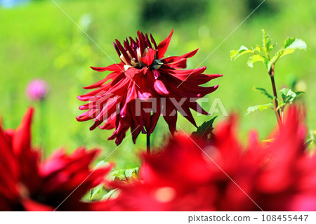 Beautiful dahlia flowers 108455447