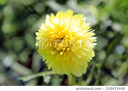 Beautiful dahlia flowers 108455448