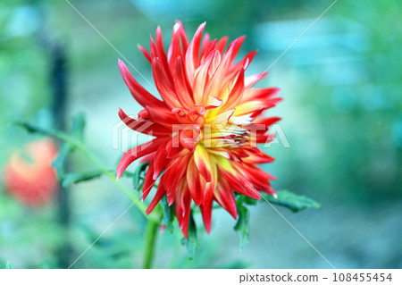 Beautiful dahlia flowers Beautiful dahlia flowers 108455454