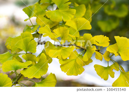 Leaves of ginkgo biloba colored yellow Leaves of ginkgo biloba colored yellow 108455540