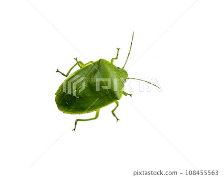 白色背景上有光澤的綠色臭蟲 108455563